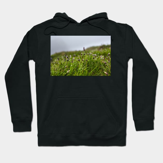 Grass and buds with morning dew Hoodie by naturalis